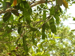 Lonchocarpus guatemalensis