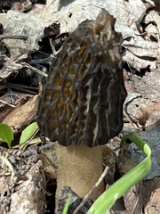 Morchella angusticeps