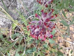 Anthyllis vulneraria rubriflora