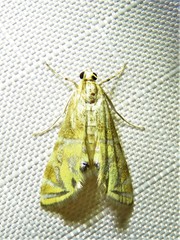 Petrophila daemonalis