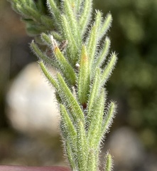 Agathosma robusta