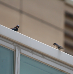 Hirundo rustica gutturalis