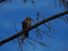 Toxostoma curvirostre