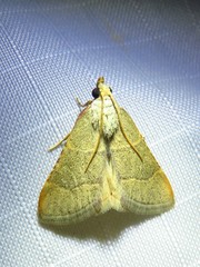 Hypsopygia planalis