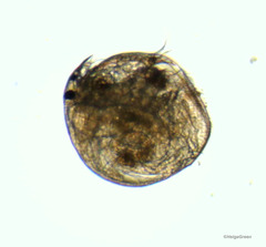 Chydorus sphaericus