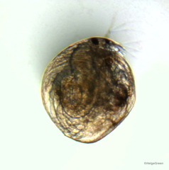 Chydorus sphaericus