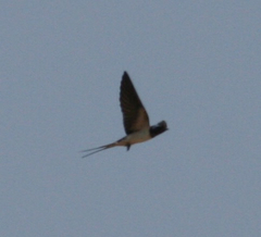 Hirundo rustica gutturalis
