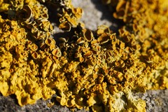 Xanthoria parietina