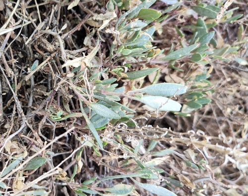 Image of Pedunculate Sea-Purslane (Atriplex pedunculata) by (c) Yurii Basov, some rights reserved (CC BY)