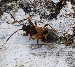 Scolopostethus affinis