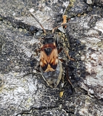 Scolopostethus affinis