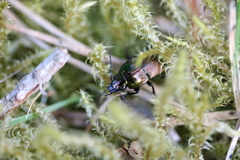 Poecilus lepidus
