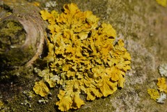 Xanthoria parietina
