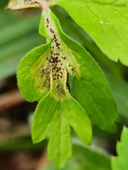 Puccinia singularis