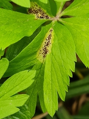 Puccinia singularis
