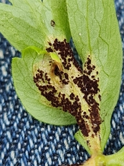 Puccinia singularis