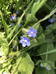 Pentaglottis sempervirens