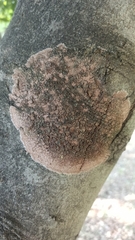 Septobasidium orbiculare