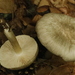 European Platterful Mushroom - Photo (c) Sepp Schmid, some rights reserved (CC BY-NC), uploaded by Sepp Schmid