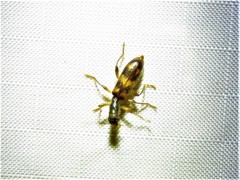 Cymatodera undulata
