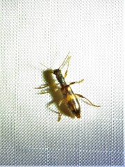 Cymatodera undulata