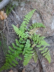 Asplenium obovatum obovatum