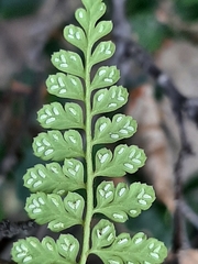Asplenium obovatum obovatum