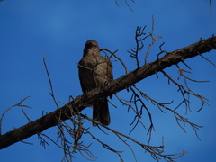 Toxostoma curvirostre