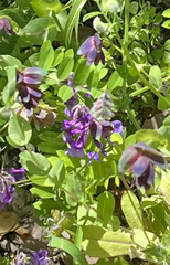 Cerinthe major