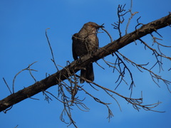 Toxostoma curvirostre