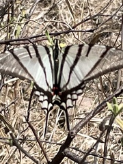 Protographium epidaus fenochionis