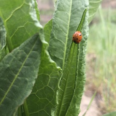 Coccinella septempunctata