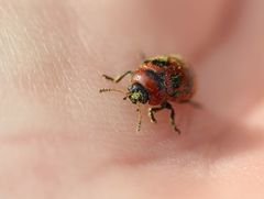 Gonioctena viminalis