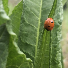 Coccinella septempunctata