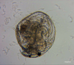 Chydorus sphaericus