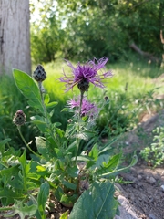 Centaurea scabiosa scabiosa
