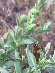 Coccinella septempunctata