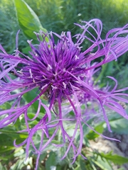 Centaurea scabiosa scabiosa