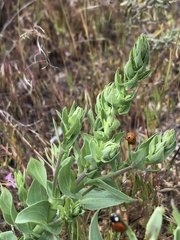 Coccinella septempunctata