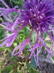 Centaurea scabiosa scabiosa