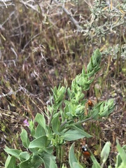 Coccinella septempunctata