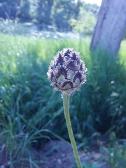 Centaurea scabiosa scabiosa
