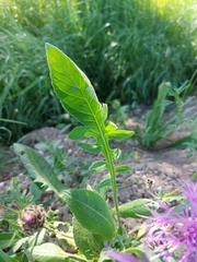 Centaurea scabiosa scabiosa