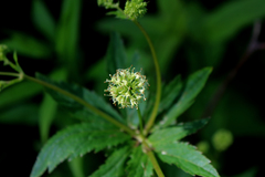 Sanicula marilandica
