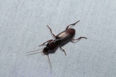 Stenomorphus californicus rufipes