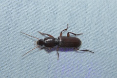 Stenomorphus californicus rufipes