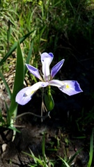 Iris brevicaulis