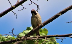 Passer montanus