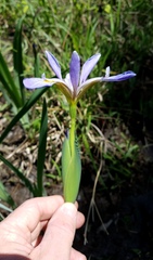 Iris brevicaulis