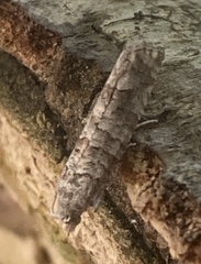 Retinia gemistrigulana